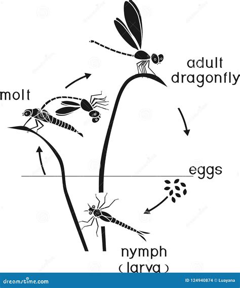 Life Cycle of Dragonfly. Sequence of Stages of Development of Dragonfly ...