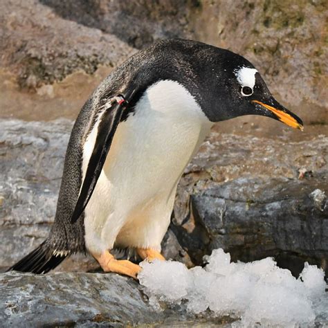 Gentoo Penguin | Saint Louis Zoo