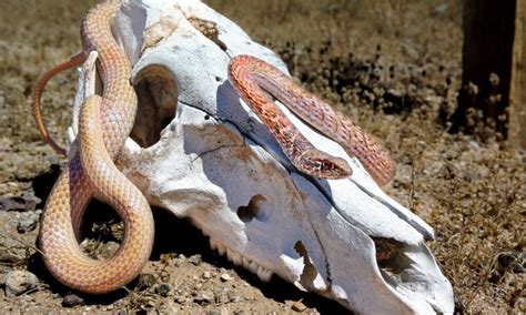 Coachwhip Snake - A-Z Animals