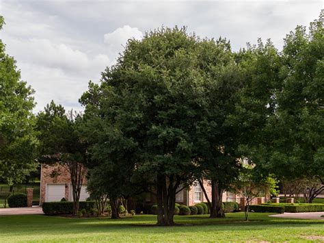 Frontier Elm Tree - Dallas, Texas - Treeland Nursery