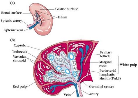 [DIAGRAM] Liver And Spleen Diagram - WIRINGSCHEMA.COM