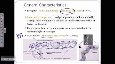 Spirochete introductiion - YouTube