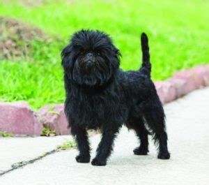 Affenpinscher, Size, Life Expectancy, Personality, Puppies, Pictures