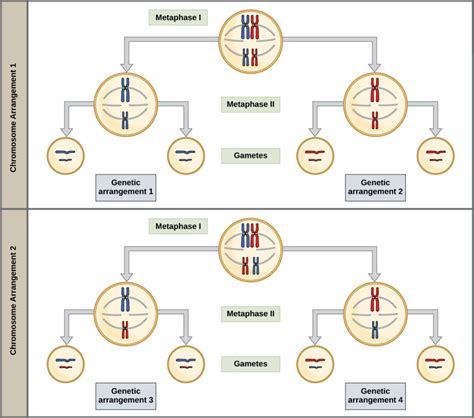 The Process of Meiosis | Biology I