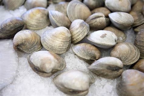 Types, Varieties, and Cooking Suggestions for Clams