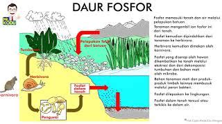 Detail Gambar Siklus Fosfor Koleksi Nomer 12