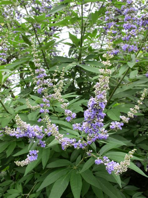 Photo #56247 | Vitex agnus-castus | plant lust