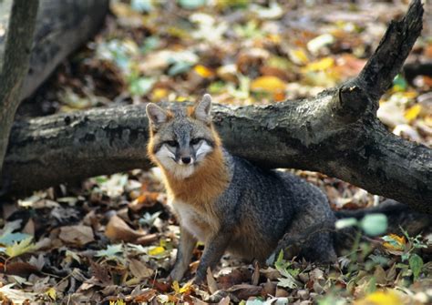 Gray Fox | Habitats and Behavior - All Things Foxes | Fox habitat, Grey ...