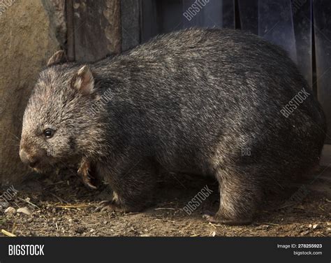 Common Wombat ( Image & Photo (Free Trial) | Bigstock