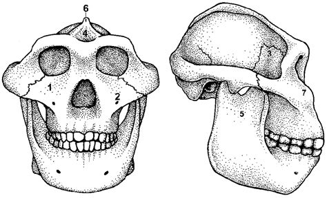 Australopithecus afarensis facial features – Telegraph