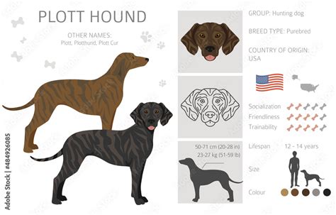 Plott hound clipart. Different poses, coat colors set Stock Vector ...