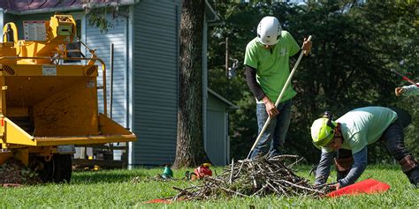 Will Cutting Tree Roots Harm Trees? Effects of Root Removal