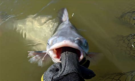 Discover the Largest Blue Catfish Ever Caught in the Mississippi River