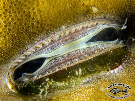 Coral Clams, Pedum spondyloidum - Chaloklum Diving - Koh Phangan - Thailand