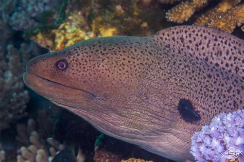 Giant Moray Eel-Facts and Photographs | Seaunseen