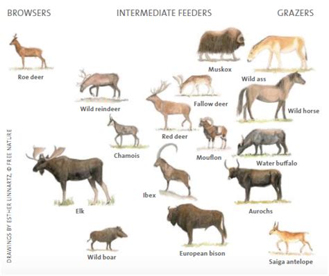 Not just herbivore: european ungulates have different diets and help to ...