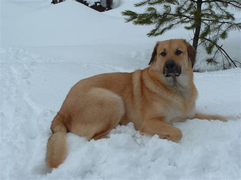 Chinook Dog Facts, Temperament, Care, Training, Puppies, Pictures