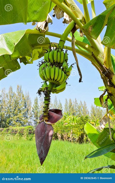 Banana Tree With Fruit Royalty Free Stock Photo - Image: 28362645