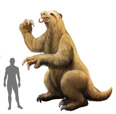 Mylodon Giant Sloth, opportunistic omnivore? - Sloth Conservation