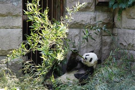 Giant Pandas In Beijing Zoo | PBS LearningMedia