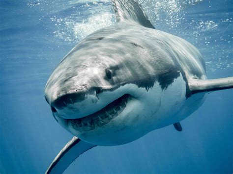 40 Great White Shark Facts: Predator Of The Oceans | Facts.net