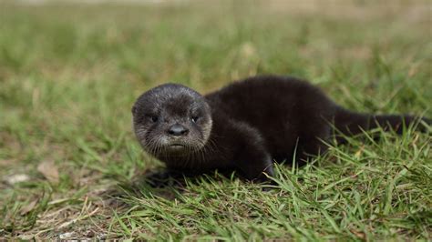 Rhode Island zoo announces birth of 4 baby river otters – 95.5 WSB