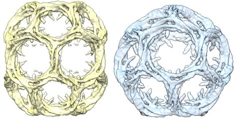 Clathrin: maintaining cell health in geometric style | Royal Society of ...