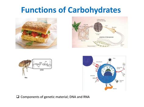 PPT - Chapter 16 Carbohydrates PowerPoint Presentation, free download ...