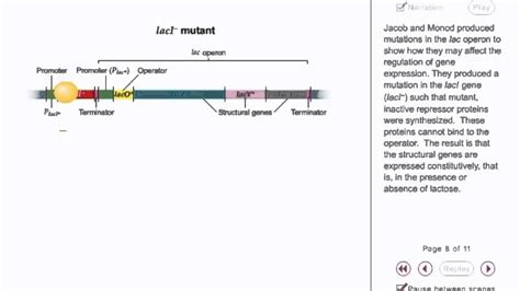 Regulation Of Lac Operon Animation - YouTube