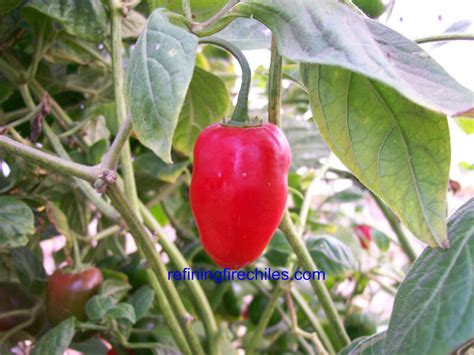 Capsicum pubescens peppers | Super Hot Chiles