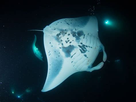 Kona Manta Ray Night Dive | Hawaii Tours and Activities