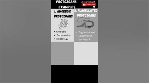 Protozoan Protists Examples | Protozoans Amoeboid - Flagellated ...