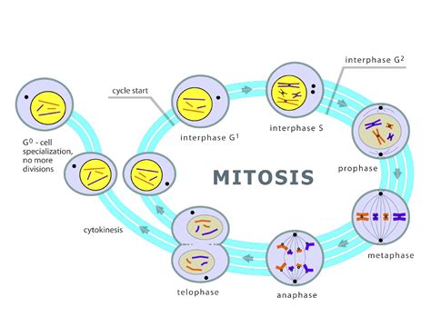 Chromosomes and Mitosis | CK-12 Foundation