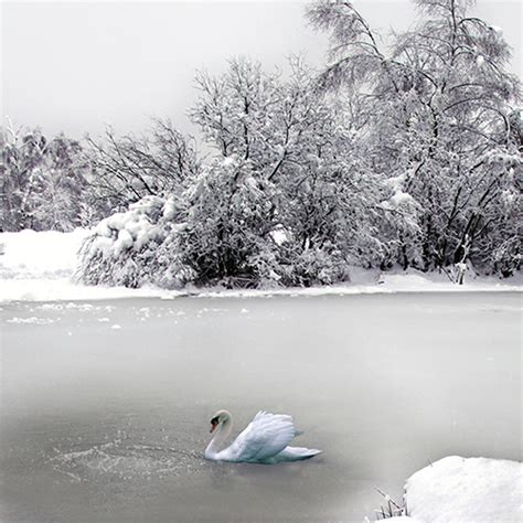 Winter Fish Kill Prevention | Vertex Aquatic Solutions