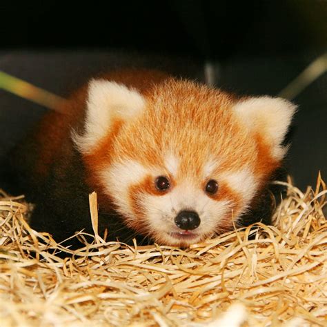 First Red Panda Birth at Planckendael! | Rode panda, Schattige ...