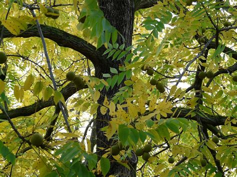 Black Walnut Tree Park · Free photo on Pixabay