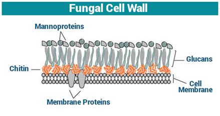 Fungal Cell Wall | Cell Wall Function | Fungi - Structure and Growth