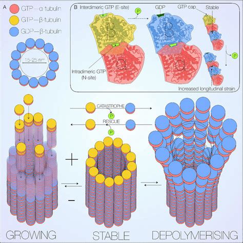 Microtubules