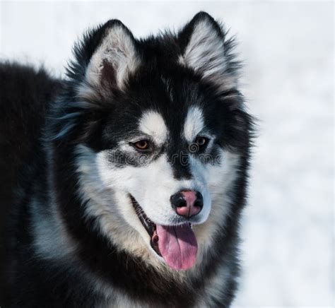 Perrito De La Raza De La Mezcla Malamute De Alaska Y Husky Siberiano ...