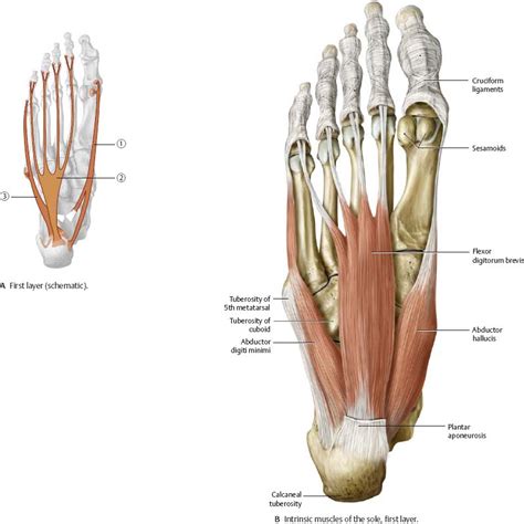 Plantar Foot Anatomy