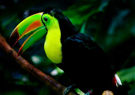 Keel-billed toucan - Simple English Wikipedia, the free encyclopedia