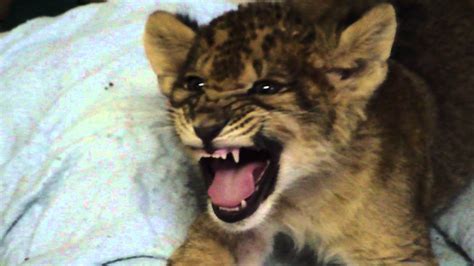 Lion Cub Gives Us His Best Roar - YouTube