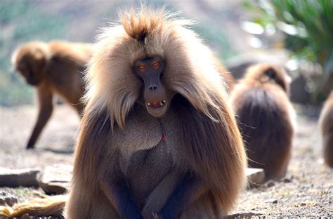 Ethiopia, a natural wonder with its own unique animals to experience ...