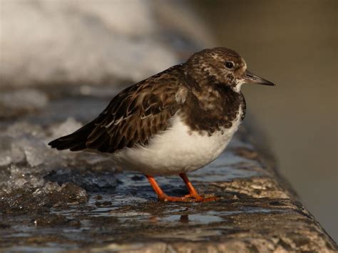 Photographing British shore birds: Turnstone | Wildlife Insight