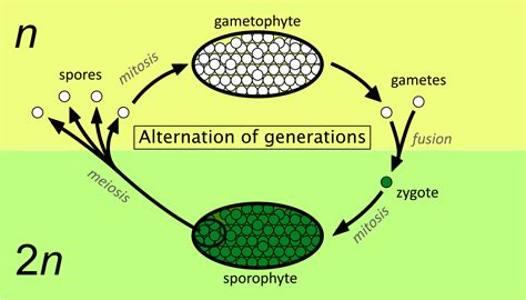 botany - If the haploid prothallium of a fern fertilizes itself into a ...