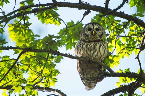 The Barred Owls Are Back | Stephen L Tabone Nature Photography