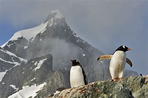 Gentoo Penguin Facts, Habitat, Predators, Lifespan, Pictures