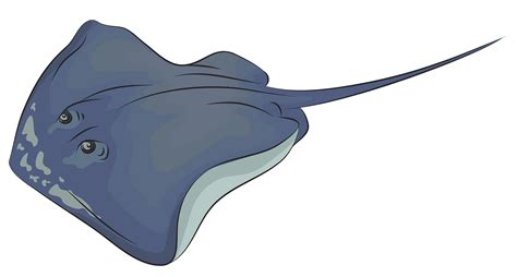 Mantarraya PNG