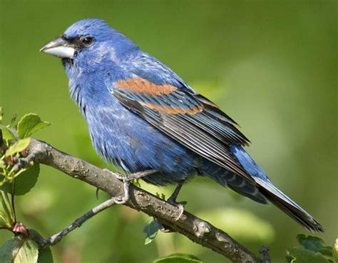 Blue Grosbeak | MDC Discover Nature