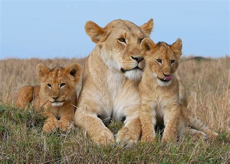 Lioness And 3 Cubs